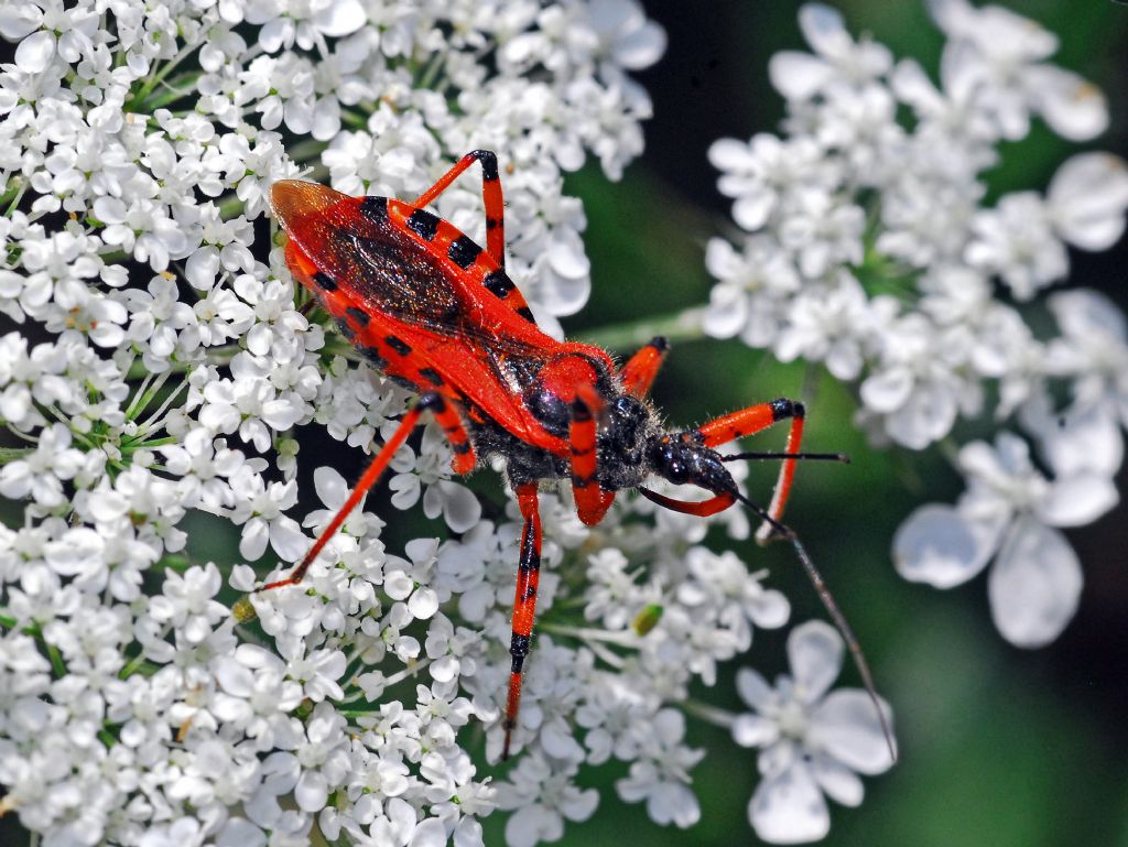 Quale  Rhynocoris?